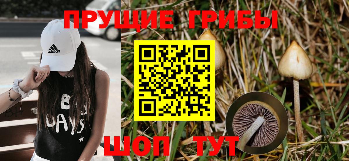 Вольск  Псилоцибиновые грибы Cubensis  Вход с VPN 